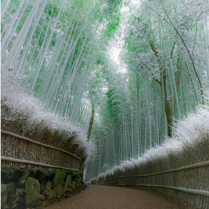 Meet your Posher, Susie